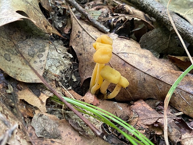 Jelly Babies (Leotia lubrica)