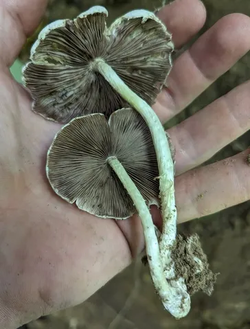 Pale Brittlestem (Candolleomyces candolleanus)