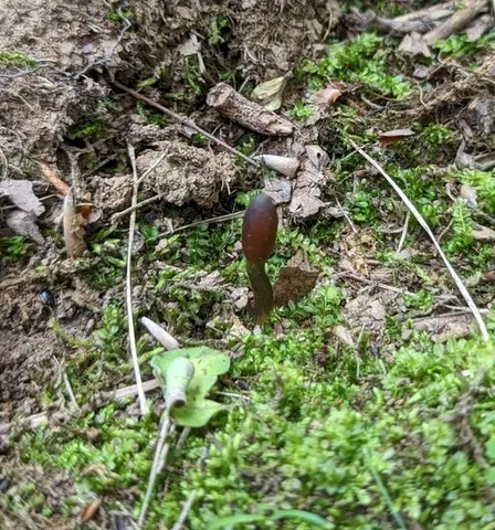 Snaketongue Truffleclub (Tolypocladium ophioglossoides)