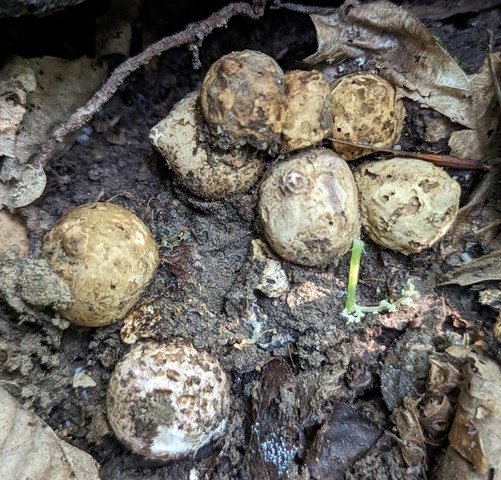 Collared Earthstar (Geastrum triplex)