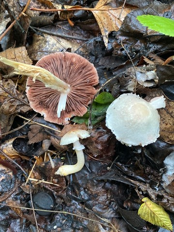 Kerrigan's Agaricus (Agaricus kerriganii)