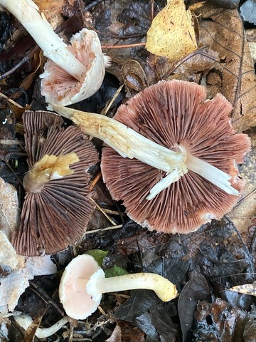 Kerrigan's Agaricus (Agaricus kerriganii)