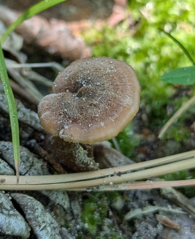 Earpick Fungus (Auriscalpium vulgare)