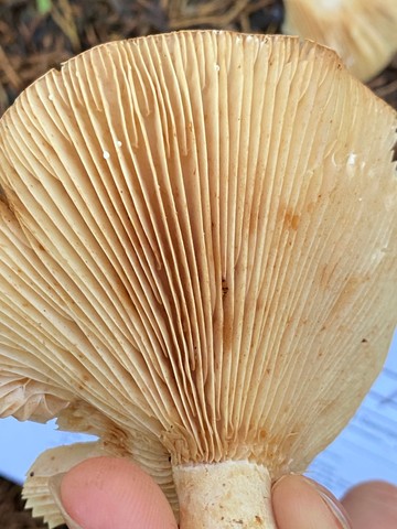 Acrid Lactarius (Lactarius psammicola)