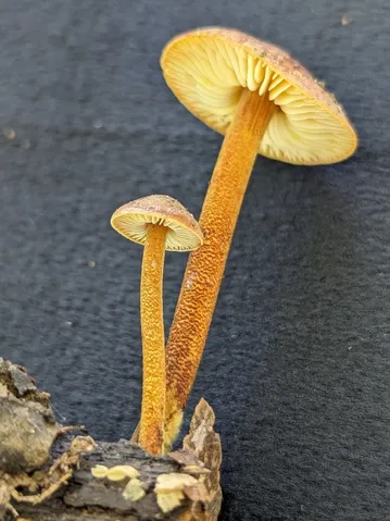 Orange Faint Foot Mushroom (Heimiomyces tenuipes)