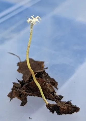 Slinder-Footed Cordyceps (Cordyceps tenuipes)
