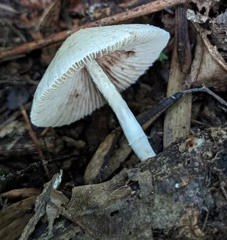 Pale Yellow Brittlestem (Candolleomyces luteopallidus)
