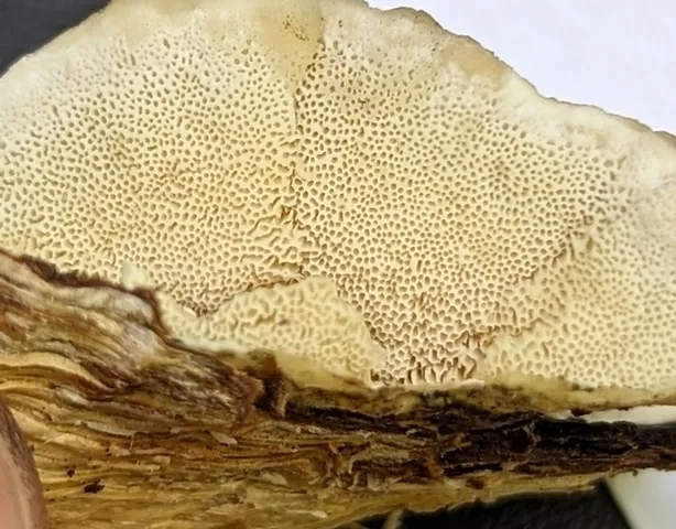 Turkey Tail (Trametes versicolor)