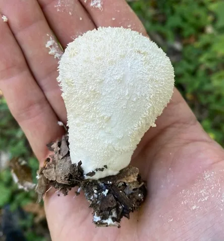 undefined (Lycoperdon sp-NY02)