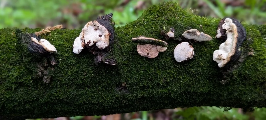 undefined (Perenniporia ohiensis)
