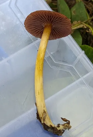 (Mycena rutilantiformis)