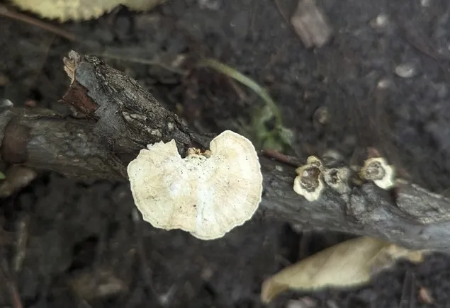 Little Nest Polypore (Trametes conchifer)
