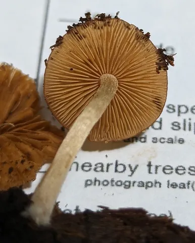 Viscid Bolbitius (Bolbitius viscosus)