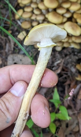 Yellow Honey Mushroom (Armillaria mellea)