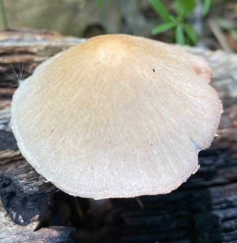 Pale Brittlestem (Candolleomyces candolleanus)