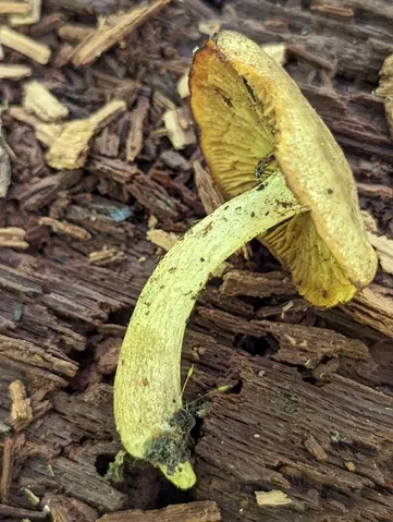 undefined (Tricholomopsis sp-IN01)
