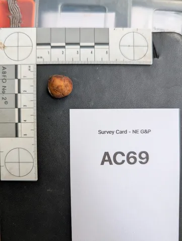 undefined (Tuber sp. 60)