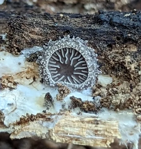 Hohenbuehelia mastrucata