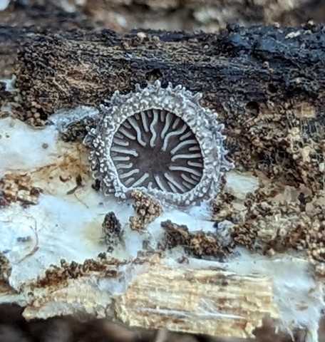 Woolly Oyster (Hohenbuehelia mastrucata)