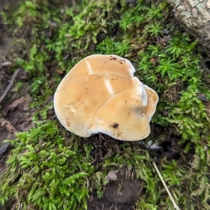 Slender Hedgehog (Hydnum subtilior)