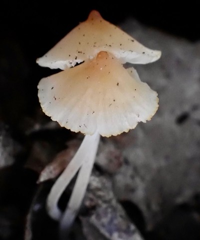 Eastern Tangerine Athena (Atheniella leptophylla)