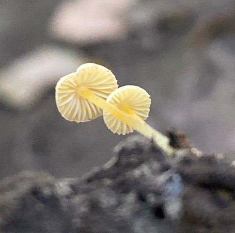 Walnut Mycena (Mycena crocea)