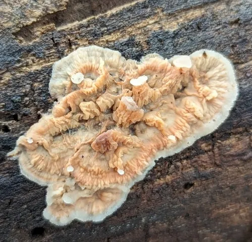 Trembling Crust (Merulius tremellosus)