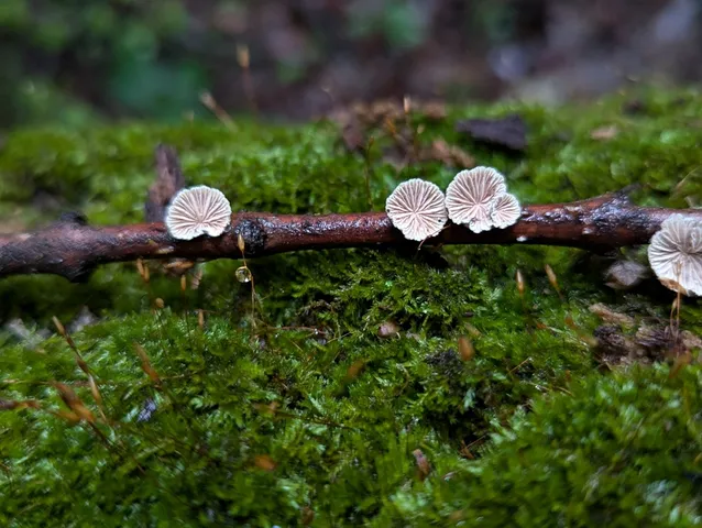 Splitgill Mushroom (Schizophyllum commune)