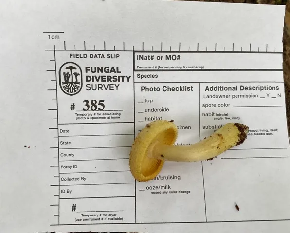 undefined (Tricholomopsis sp-IN01)