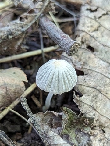 Trooping Crumble Cap (Coprinellus disseminatus)