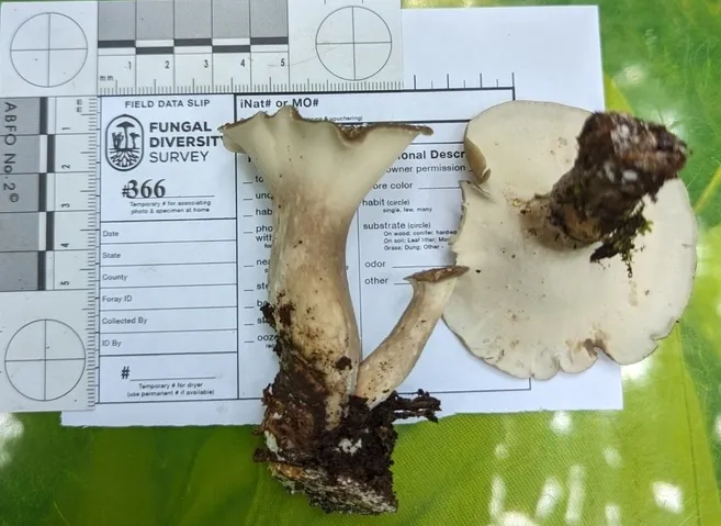 Bay Polypore (Picipes badius)