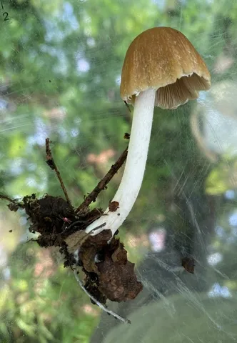 Pale Brittlestem (Candolleomyces candolleanus)
