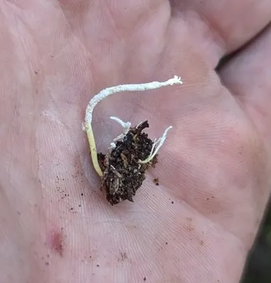 Slinder-Footed Cordyceps (Cordyceps tenuipes)