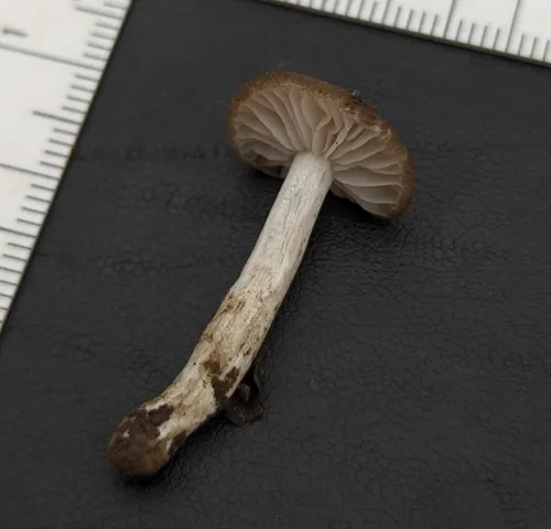 undefined (Entoloma sp. 'IN56')