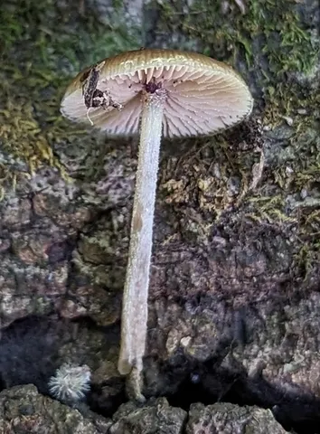 Viscid Bolbitius (Bolbitius viscosus)