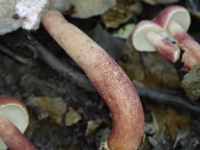 Red Gyroporus (Gyroporus purpurinus)