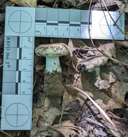 Russula michiganensis