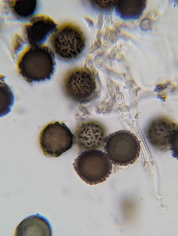 undefined (Elaphomyces sp.)