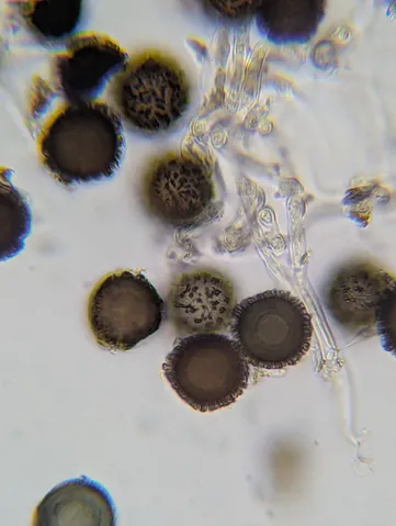 undefined (Elaphomyces spp.)