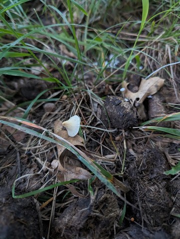 Milky Conecap (Conocybe apala)