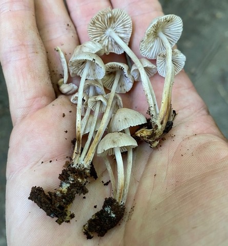 Clustered Bonnet (Mycena sp. 'inclinata-IN01')