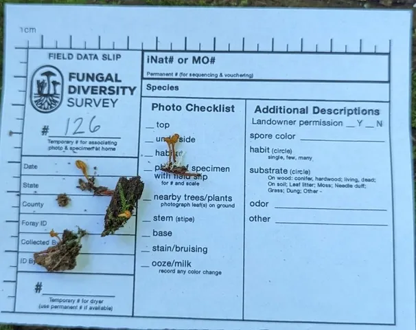 Cheeto Cordyceps (Ophiocordyceps variabilis)