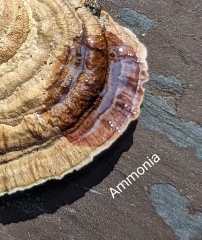 Thin-Walled Maze Polypore (Daedaleopsis confragosa)