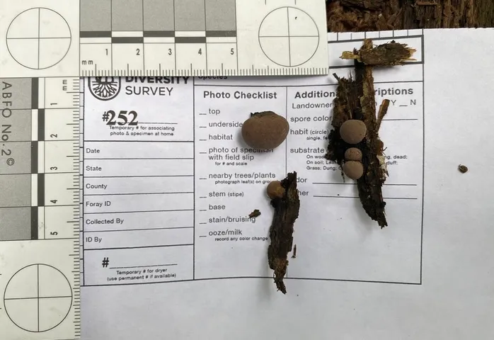 undefined (Daldinia childiae)