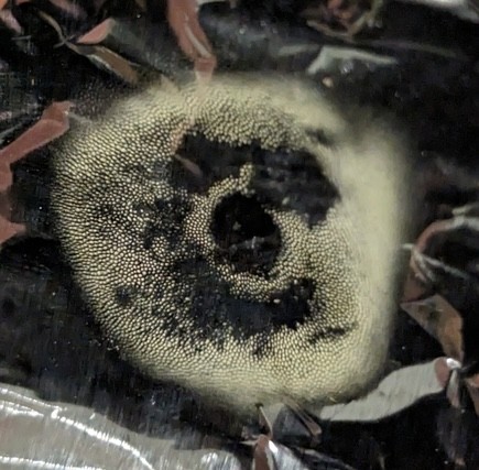 Red Gyroporus (Gyroporus purpurinus)