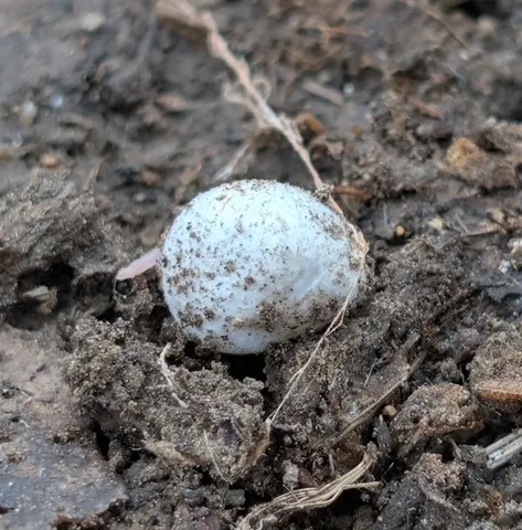 undefined (Hymenogaster spp.)