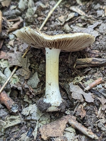 null (Inocybe sp-IN49)