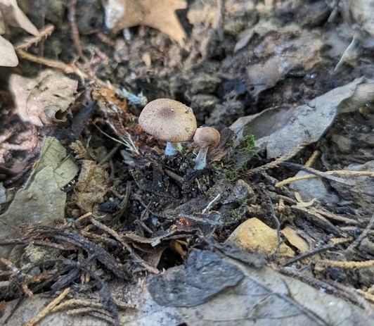 Beard Stem Gymnopus (Gymnopus barbipes)