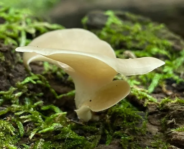 Bay Polypore (Picipes badius)