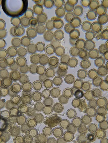 undefined (Elaphomyces spp.)
